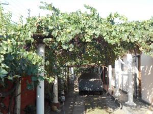 grape arbor sm