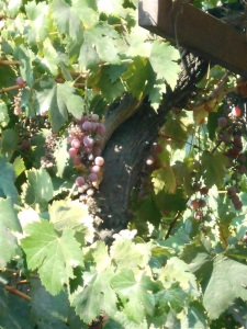 grape vine sm