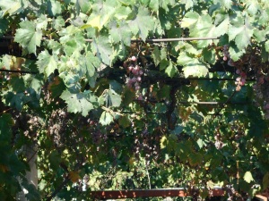 lots of grapes sm